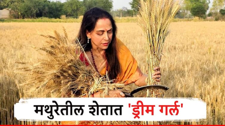 Hema Malini actress and BJP Candidate from Mathura Lok Sabha Seat joins women harvesting wheat in Mathura Hema Malini : मळ्याच्या मळ्यामंधी कोण गं उभी...!शेतात दिसल्या हेमा मालिनी, नेटकरी म्हणतात, 