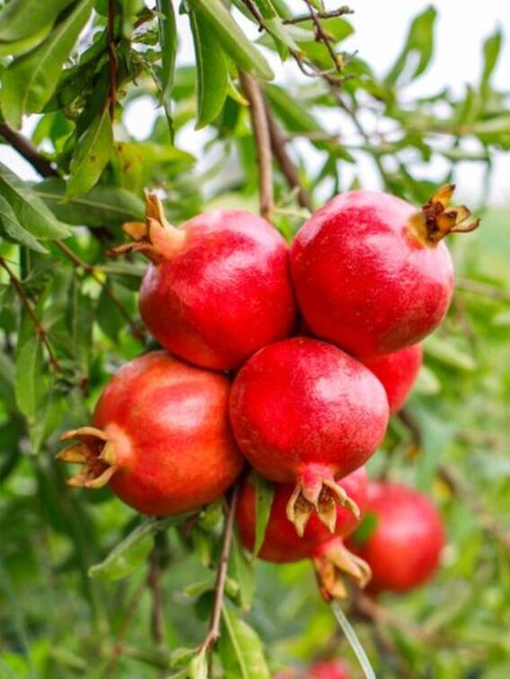 क्या गमले में भी उगा सकते हैं अनार?