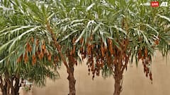 Dates at Home: घर पर कैसे उगाएं खजूर, इन बातों का रखना होगा खास ख्याल