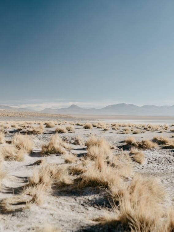 बंजर खेत को कैसे बना सकते हैं उपजाऊ?