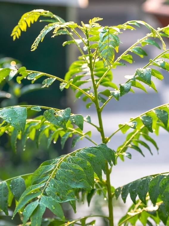 घर में ही फलेगा-फूलेगा करी पत्ता, जानें कैसे?