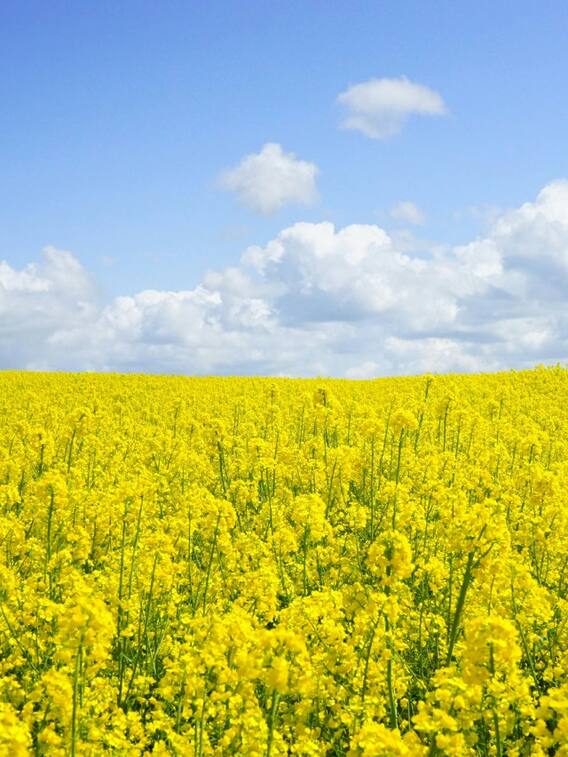 सरसों की फसल को खरपतवार से कैसे बचाएं?