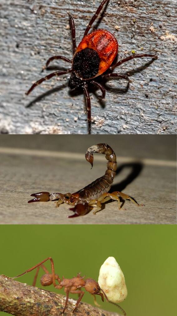 மனிதர்களுக்கு ஆபத்தை விளைவிக்கும் மோசமான விஷப்பூச்சிகள்!