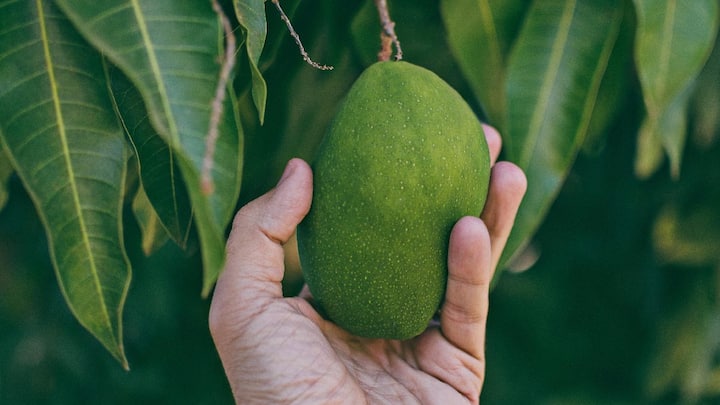कच्चा आंबा केवळ खायला चविष्ट नसतो तर आरोग्यासाठीही खूप फायदेशीर असतो. म्हणूनच आंब्याला फळांचा राजा म्हटले जाते.
