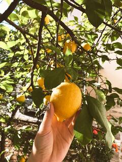 Lemon Tree :  घरासमोर बागेत लिंबाच्या झाडाची अशी करा लागवड!