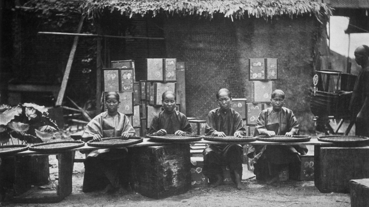 An undated photo of workers processing tea in Canton (present-day city of Guangzhou in China).