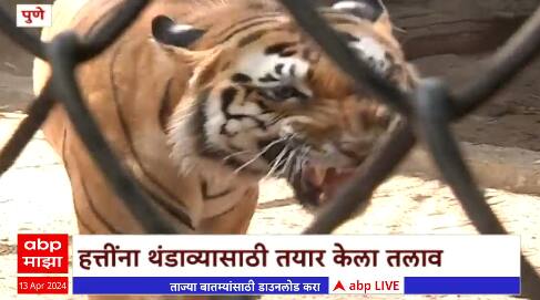 Pune:राजीव गांधी प्राणी संग्रहालय इथे आगळा वेगळा उपक्रम,संग्रहालयाकडून वाघांसाठी स्प्रिंकलर आणि कुलर