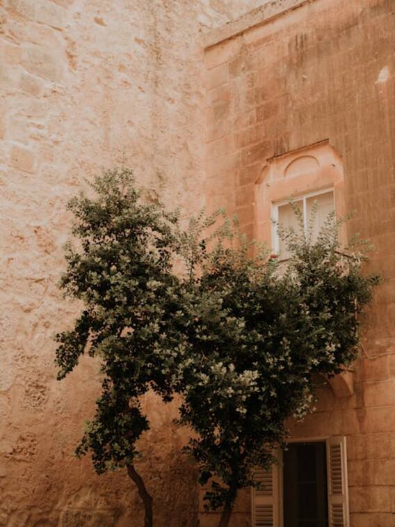 किन पौधों को घर में लगाने से आ जाते हैं सांप?