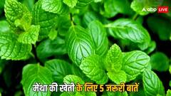 मेंथा की खेती करते वक्त, इन पांच खास बातों का रखें ध्यान,  नहीं तो होगा नुकसान