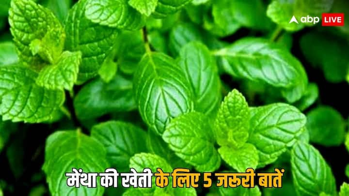 Mentha Farming Tips: मेंथा की खेती से किसानों को अच्छा मुनाफा हो रहा है. अलग-अलग कामों के लिए जिसका इस्तेमाल किया जाता है. मेंथा की खेती कर रहा है किसानों के लिए विशेषज्ञों ने कुछ सलाहें दी हैं