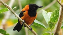 इस चिड़िया के अंदर सांप से भी जहरीला जहर, इसको छूने भर से जा सकती है जान