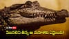 Woman Eats Crocodile: మొసలి మాంసం తిన్న మహిళ - ఆమె కంటికి ఏమైందో తెలిస్తే.. కడుపులో తిప్పడం ఖాయం