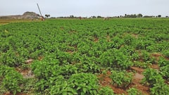 मेंथा की खेती करते वक्त, इन पांच खास बातों का रखें ध्यान,  नहीं तो होगा नुकसान