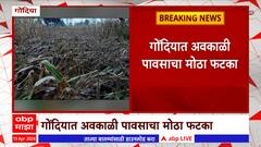 Gondia : गोंदियात अवकाळी पावसाचा पिकांना मोठा फटका