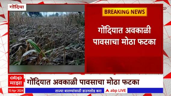 Gondia : गोंदियात अवकाळी पावसाचा पिकांना मोठा फटका
