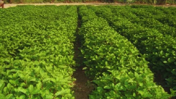 मेंथा में बालदार सुंडी कीट भी चिपक जाती है जो की पत्तियों से तेल कम कर देती हैं. इनसे बचने के लिए फसल में  700-800 लीटर पानी में 500 एम. एल.डाईक्लोरवास को घोलकर छिड़कना चाहिए.