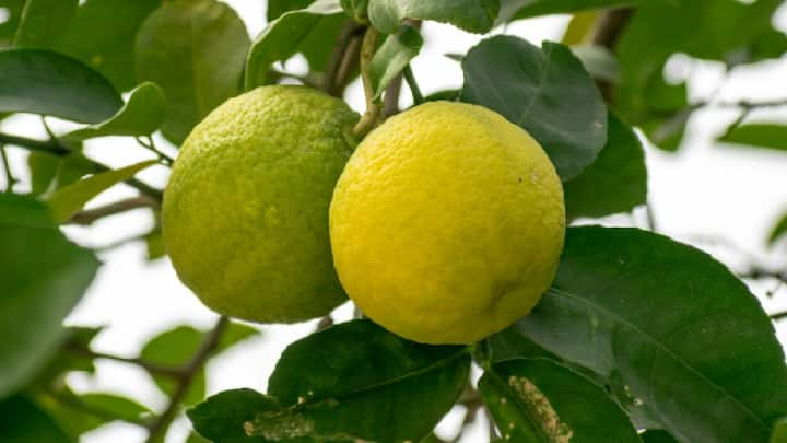 Lemon Tree : प्रत्येक घरात लिंबाचा वापर केला जातो. त्याची किंमतही बाजारात चांगली आहे. पण तुम्हाला माहित आहे का की पुढील पद्धतीने तुम्ही त्याचे झाड घरीच लावू शकता.