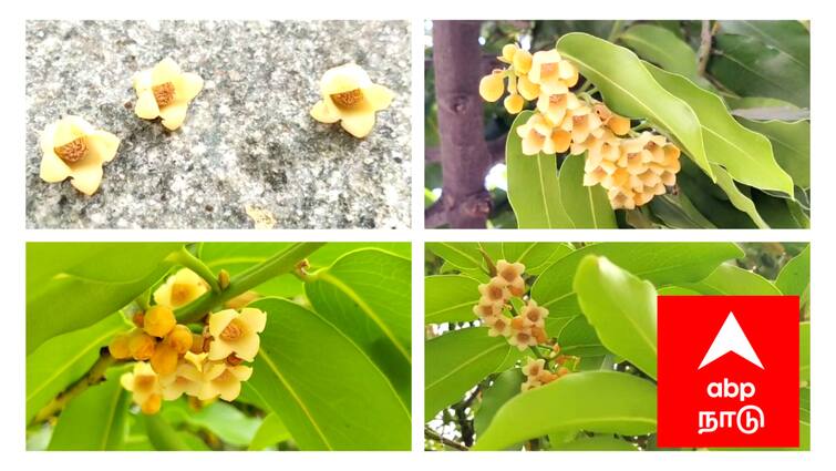 Mayiladuthurai news Uthala flower blooming Uktavedeeswarar Temple devotee who saw it in ecstasy - TNN ஆண்டுக்கு ஒருமுறை மட்டுமே பூக்கும் உத்தால மலர் - எங்கு தெரியுமா..?