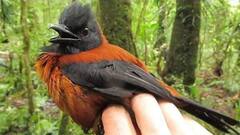 इस पक्षी को सिर्फ छूने से भी हो सकती है मौत, जानिए कितना जहरीला है ये?