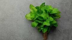 Mint Water: ઉનાળામાં દરરોજ પીવો ફૂદીનાનું પાણી, પેટની આ સમસ્યાઓથી મળશે આરામ