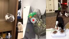 Funny Video: आपके घर में भी मौजूद हैं इतनी शैतान बिल्लियां? वीडियो देख नहीं रुकेगी हंसी
