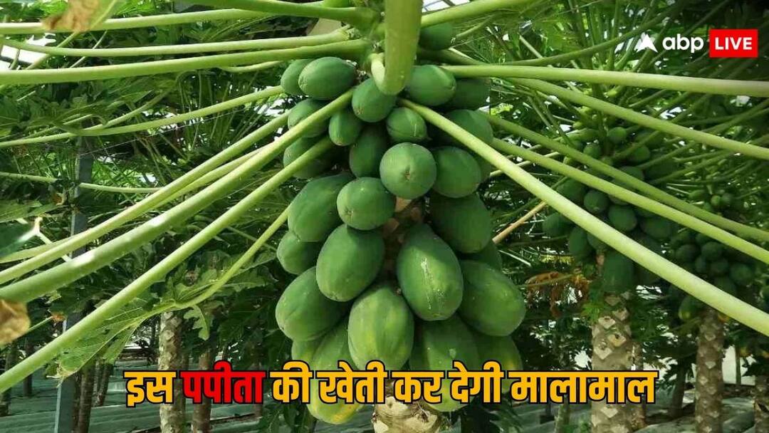 Earn huge profits from this new variety of papaya more than 100 kg fruits will grow on one tree papaya farming tips पपीते की इस नई किस्म से कमाई मोटा पैसा, एक पेड़ पर 100 किलो से ज्यादा उगेंगे फल