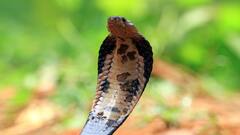 Snake Poison: सांप काटने के बाद क्या वापस चूस सकता है अपना जहर, एक्सपर्ट ने बताया इसका जवाब