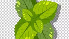 Mint Water: ઉનાળામાં દરરોજ પીવો ફૂદીનાનું પાણી, પેટની આ સમસ્યાઓથી મળશે આરામ