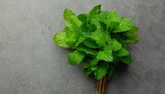 Mint Water: ਗਰਮੀਆਂ 'ਚ ਜ਼ਰੂਰ ਪੀਓ ਪੁਦੀਨੇ ਦਾ ਪਾਣੀ, ਪੇਟ ਦੀਆਂ ਇਨ੍ਹਾਂ ਸਮੱਸਿਆਵਾਂ ਤੋਂ ਮਿਲੇਗਾ ਆਰਾਮ