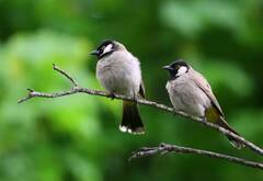 Bird: ਇਸ ਪੰਛੀ ਨੂੰ ਹੱਥ ਲਾਉਣ ਨਾਲ ਵੀ ਹੋ ਸਕਦੀ ਮੌਤ, ਜਾਣੋ ਕਿੰਨਾ ਜ਼ਹਿਰੀਲਾ ਆਹ ਪੰਛੀ