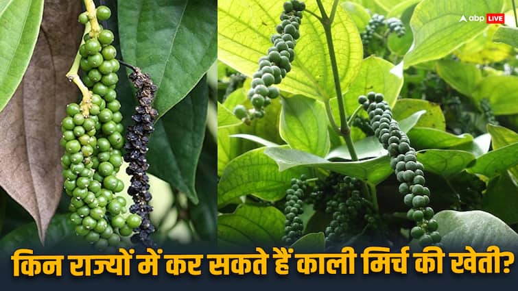 Can black pepper be cultivated in Delhi Haryana Uttar Pradesh Rajasthan understand the complete plan क्या दिल्ली, हरियाणा, उत्तर प्रदेश, राजस्थान में कर सकते हैं काली मिर्च की खेती, समझिए पूरा प्लान