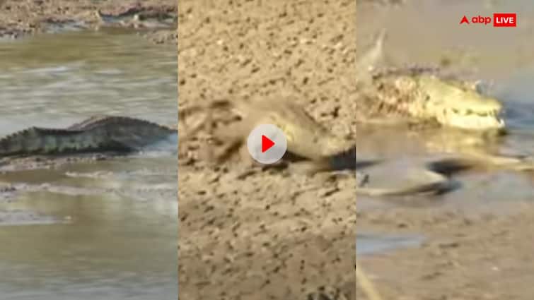 In the fight between snake and crocodile in the forest the snake lost the battle of life Trending Video: मगरमच्छ के चंगुल से जान बचाकर भागा सांप, लेकिन अगले ही पल हो गया कुछ ऐसा कि चली गई जान