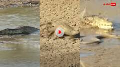 Video: मगरमच्छ के चंगुल से जान बचाकर भागा सांप, लेकिन अगले ही पल हो गया कुछ ऐसा कि चली गई जान