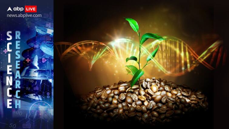 Highest Quality Reference Genome Arabica Coffee Created How It Could Reveal Past Secrets Climate Change University At Buffalo ABPP Highest Quality Reference Genome Of Arabica Coffee Created: How It Could Reveal Past Secrets