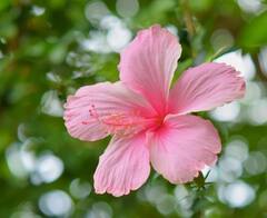 इस लाल फूल का पानी चेहरे के लिए है वरदान, ऐसे करें इसका इस्तेमाल