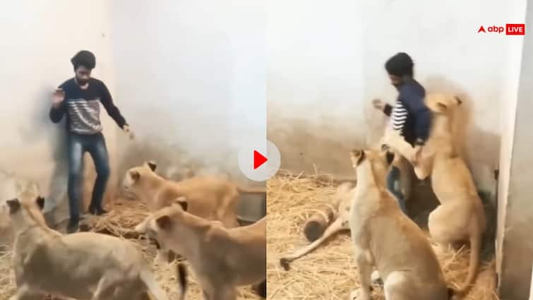 Man got trapped between lions attacked him shocking video goes viral Viral Video: खेल खेल में शेरों के बीच फंस गया शख्स, पड़ गए लेने के देने, फिर जो हाल हुआ...