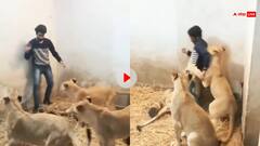 Viral Video: खेल खेल में शेरों के बीच फंस गया शख्स, पड़ गए लेने के देने, फिर जो हाल हुआ...