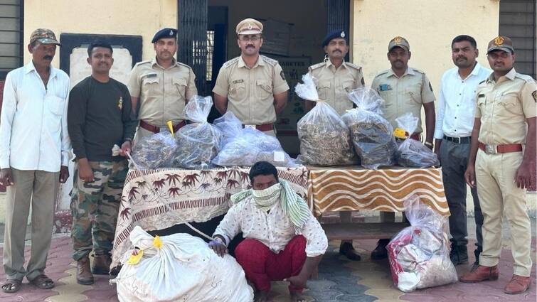 DRA arrests one smuggler for 781 organ and indrajal of Monitor Lizard Smuggling Nashik Maharashtra Marathi News घोरपडीचे 781 लिंग अन् इंद्रजालची तस्करी करणाऱ्याच्या मुसक्या आवळल्या; मनमाड रेल्वे स्थानकावर मोठी कारवाई
