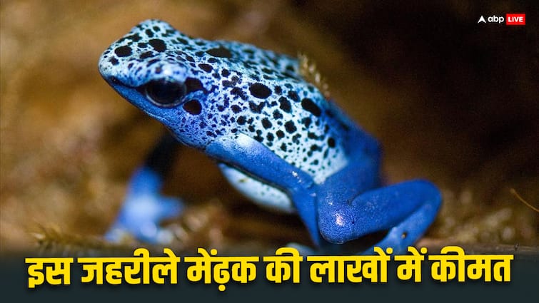 This poisonous frog is sold for lakhs know why it is in demand all over the world Poison Dart Frog: लाखों में बिकता है ये जहरीला मेंढक, जानिए क्यों है दुनियाभर में इसकी डिमांड