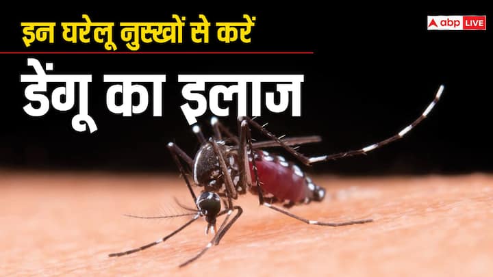 health tips dengue fever home remedies desi upay in hindi Dengue Fever: डेंगू के बुखार से झटपट होना है रिकवर तो आजमाएं ये 5 देसी औषधि, गजब हैं फायदे