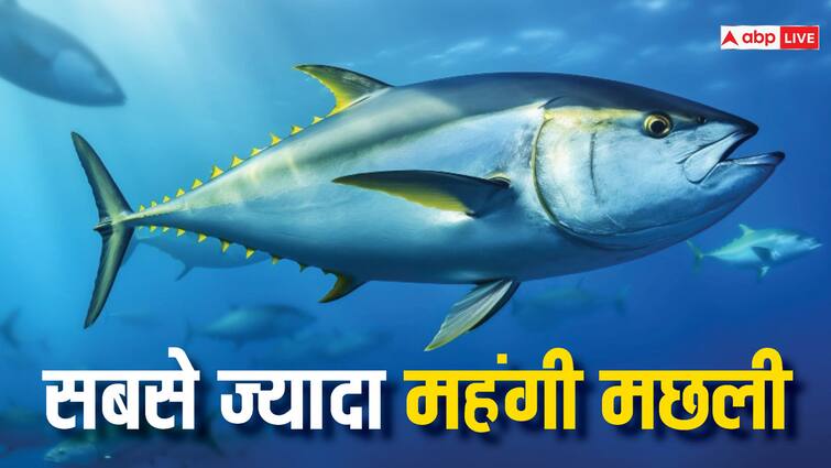 Worlds Most Expensive Fish Price in crore know all details of atlantic bluefin tuna ​Most Expensive Fish: ये है दुनिया की सबसे महंगी मछली, करोड़ो में है कीमत