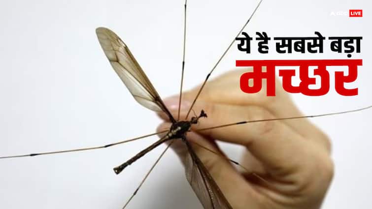 The largest mosquito is found in this country of the world its size is so big that even a cockroach will seem small दुनिया के इस देश में मिलता है सबसे बड़ा मच्छर, साइज इतना बड़ा कि कॉकरोच भी लगेगा छोटा
