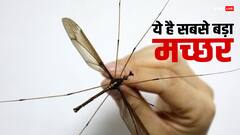 दुनिया के इस देश में मिलता है सबसे बड़ा मच्छर, साइज इतना बड़ा कि कॉकरोच भी लगेगा छोटा