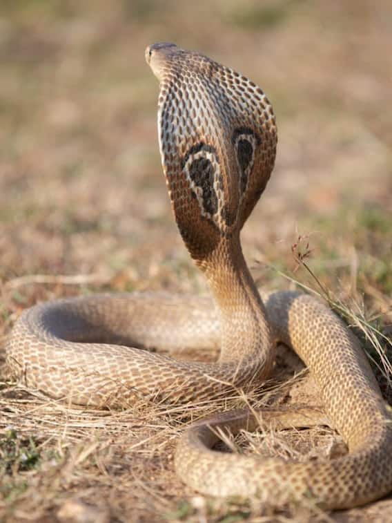 क्या सही में बूढ़े सांपों के सिर पर बाल उग आते हैं?