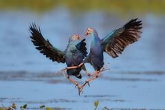 'ये जाने-अनजाने छायाकार प्रतियोगिता' के पुरस्कार घोषित, यहां देखें मन मोहक तस्वीरें