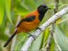 Hooded Pitohui : ਜ਼ਹਿਰ ਦੀ ਪੁੜੀ ਹੈ ਆਹ ਪੰਛੀ, ਛੂਹਣ ਨਾਲ ਹੀ ਹੋ ਸਕਦੀ ਹੈ ਮੌਤ