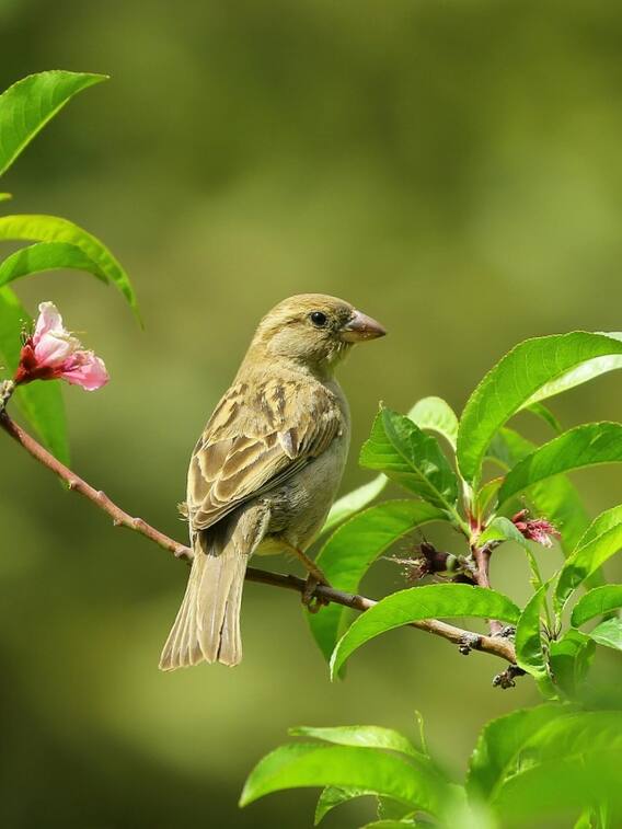 चिड़ियों की भाषा में बात करते हैं इस गांव के लोग