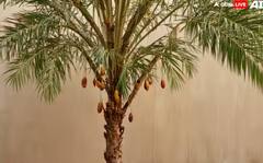 Dates at Home: ਘਰ 'ਚ ਇਦਾਂ ਕਰੋ ਖਜੂਰ ਦੀ ਖੇਤੀ, ਆਹ ਗੱਲਾਂ ਦਾ ਰੱਖੋ ਖਾਸ ਧਿਆਨ