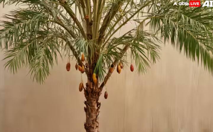 ਖਜੂਰ ਨਾ ਸਿਰਫ਼ ਵਿਟਾਮਿਨ ਅਤੇ ਖਣਿਜਾਂ ਦਾ ਭੰਡਾਰ ਹੈ, ਸਗੋਂ ਵੱਖ-ਵੱਖ ਪਕਵਾਨਾਂ ਅਤੇ ਮਿਠਾਈਆਂ ਵਿੱਚ ਵੀ ਵਰਤਿਆ ਜਾਂਦਾ ਹੈ। ਇਸ ਪੌਦੇ ਨੂੰ ਘਰ 'ਚ ਲਗਾਉਣ ਲਈ ਸਭ ਤੋਂ ਪਹਿਲਾਂ ਤਾਜ਼ੇ ਖਜੂਰ ਦੇ ਬੀਜ ਕੱਢ ਲਓ। ਫਿਰ ਇਸ ਦੇ ਬੀਜਾਂ ਨੂੰ 24 ਘੰਟਿਆਂ ਲਈ ਪਾਣੀ ਵਿੱਚ ਭਿਓ ਕੇ ਰੱਖ ਦਿਓ।