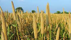 Millet Benefits : உங்கள் உணவில் தினை ஏன் சேர்க்க வேண்டும் என்பதற்கான 5 காரணங்கள்!